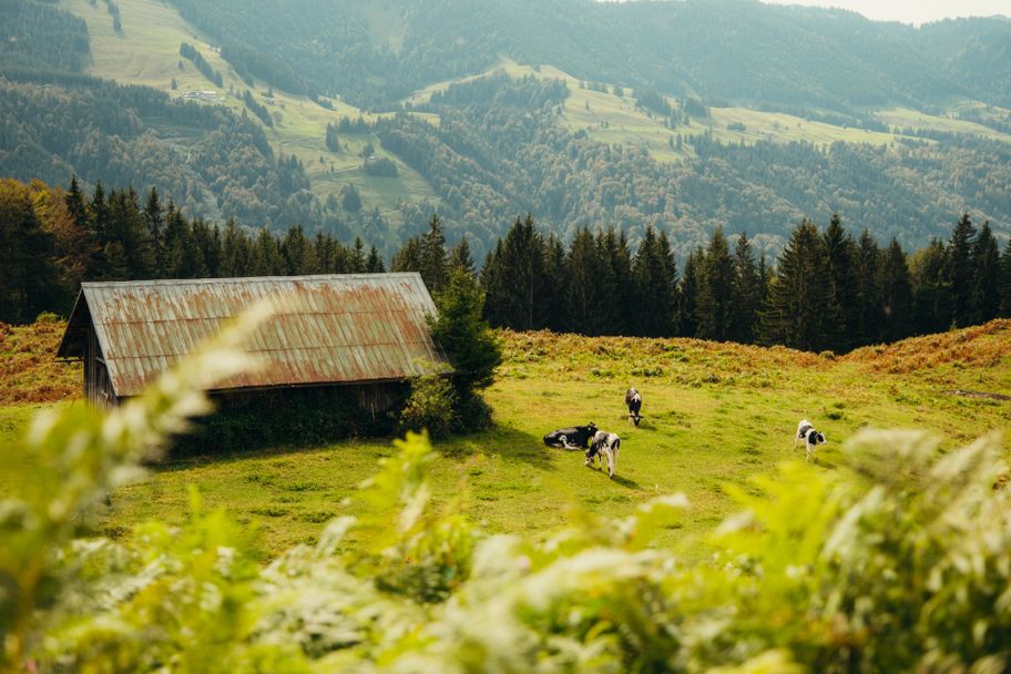 Kühe weiden beim Alpseeblick