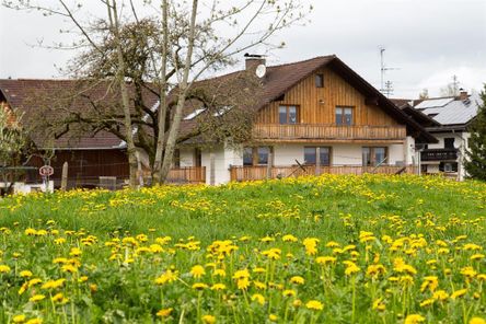 Löwenzahnblüte hautnah