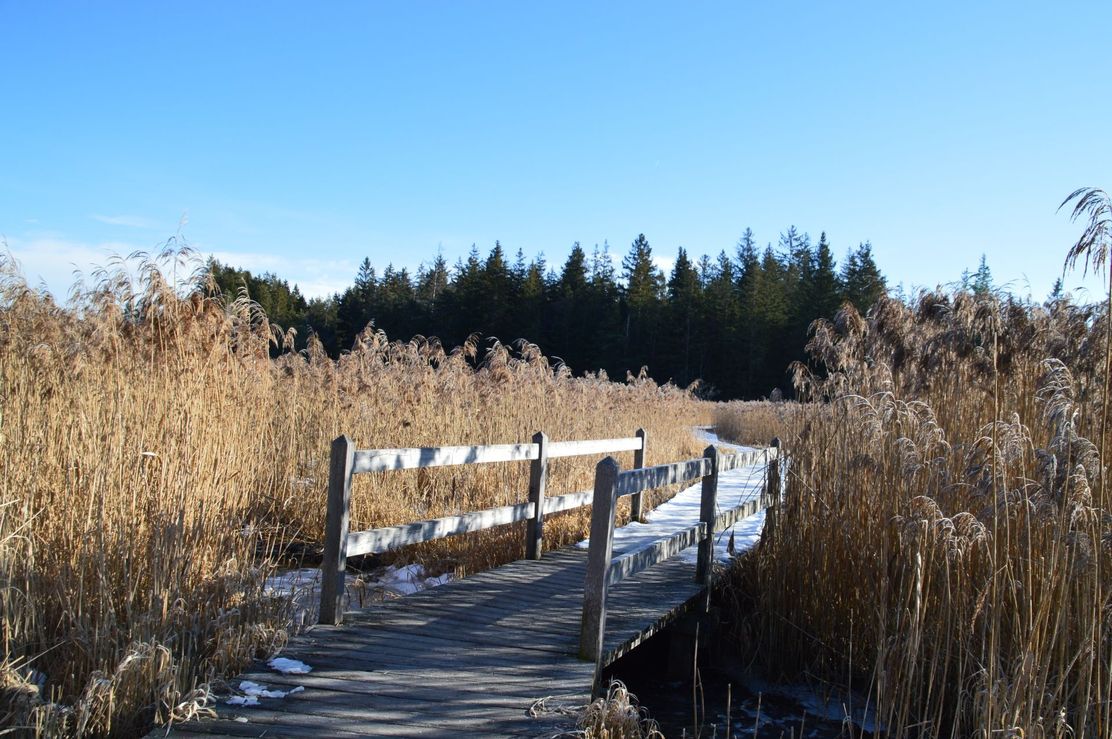 Holzbohlenweg durch die Moorlandschaft Elbsee