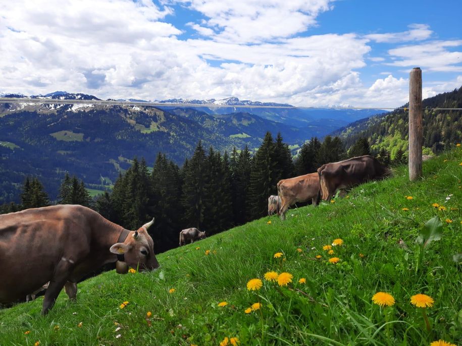 Blick auf Balderschwang
