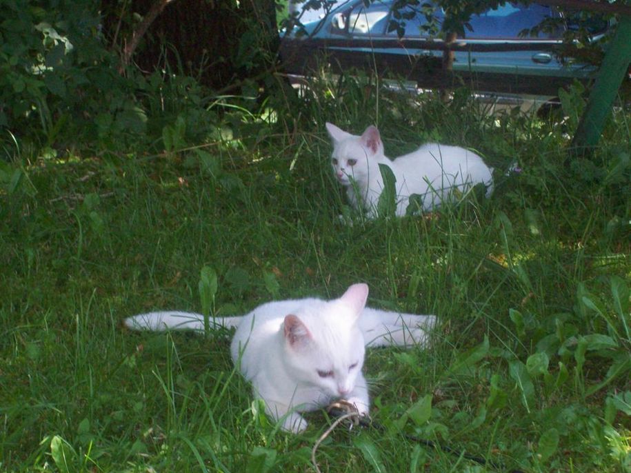 unsere Katzen