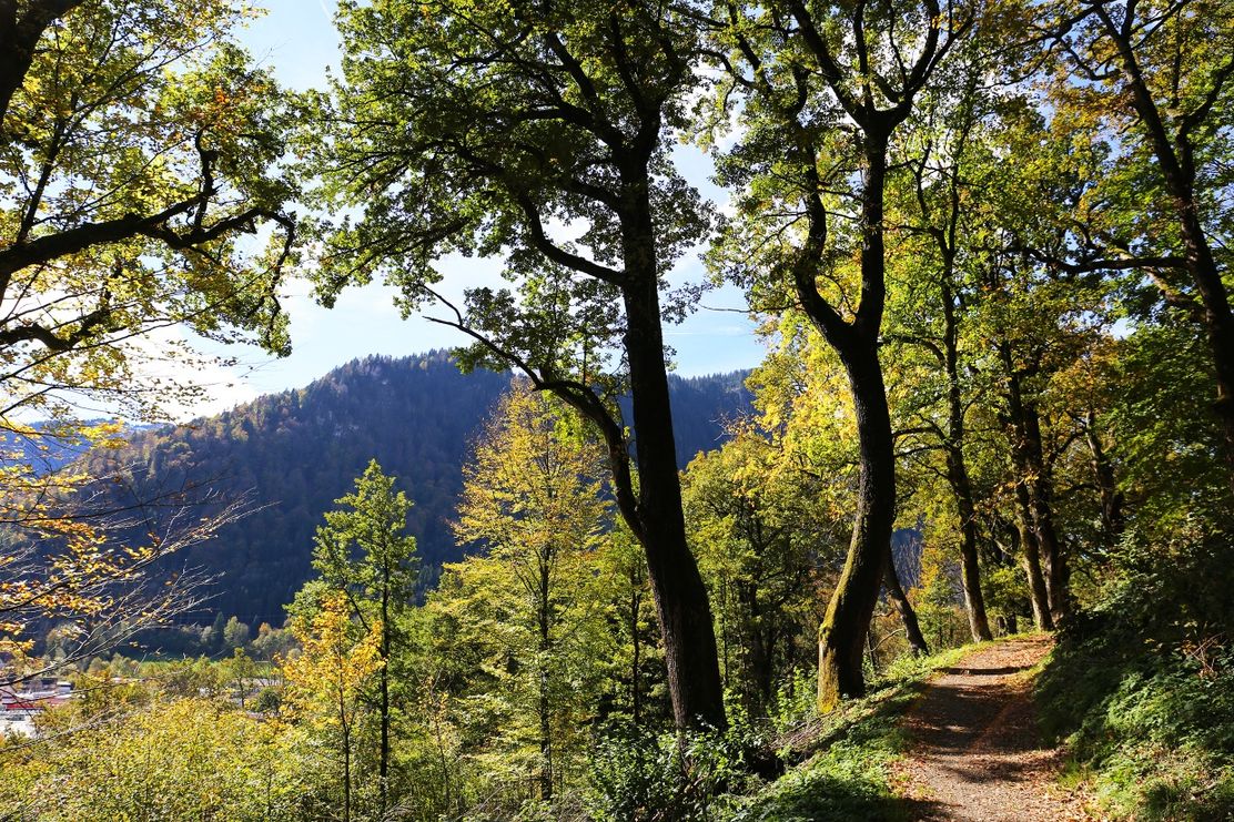 Eichenwald am Kalvarienberg