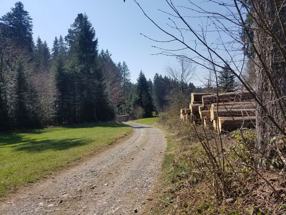 Frisches Holz - wie gut das duftet