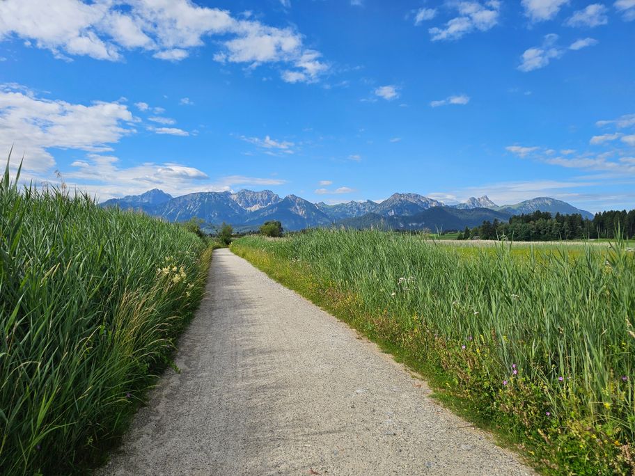 Schilfgürtel am Hopfensee-Rundweg