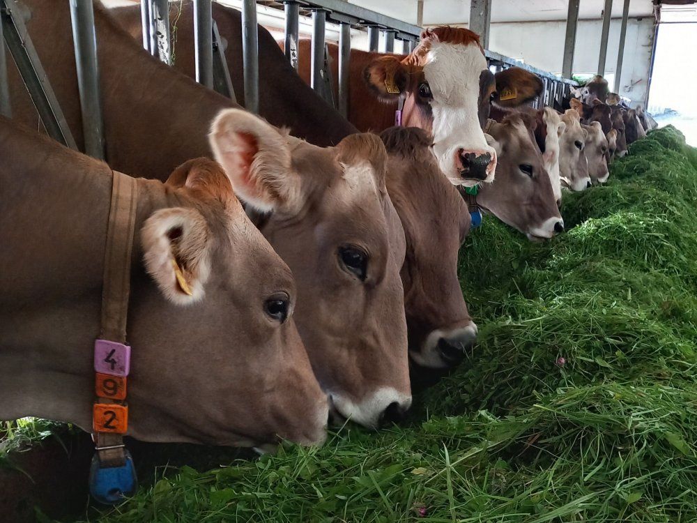 Frisches Gras für unsere Kühe