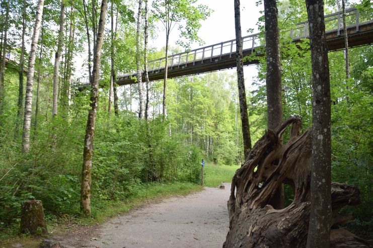 Auwaldpfad unterhalb des Baumkronenwegs