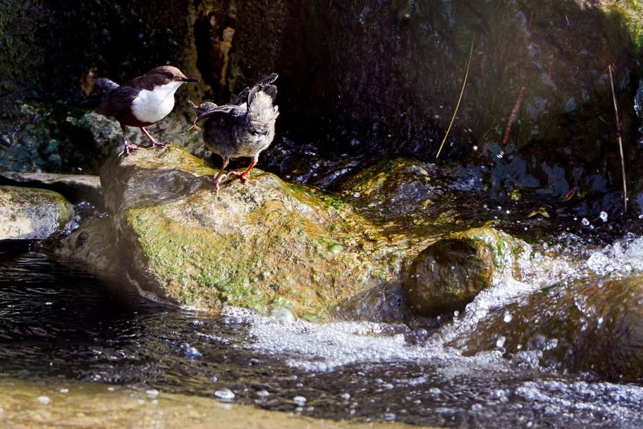 Wasseramseln an der Leiblach