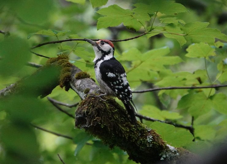 Weißrückenspecht_Felix Steinmeyer