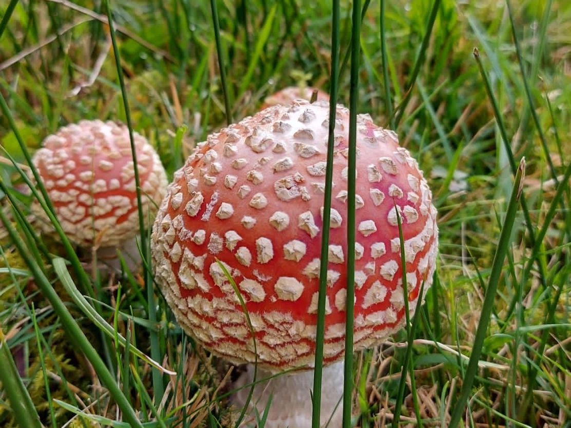Wald und Kräuter Pilzbild
