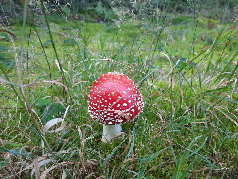 Fliegenpilz auf dem Sonneck