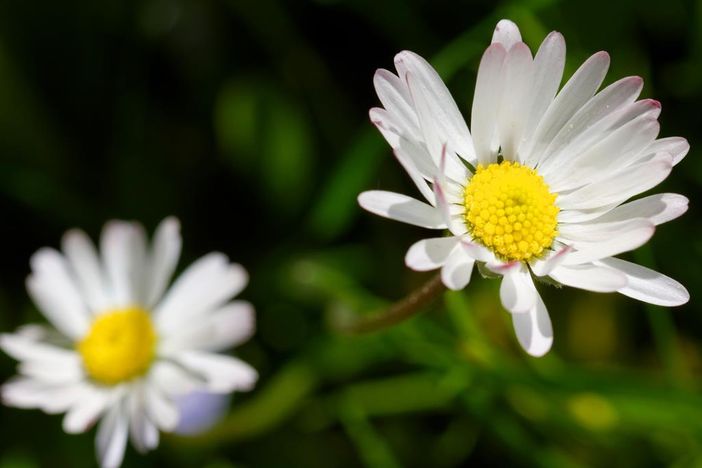 Gänseblümchen