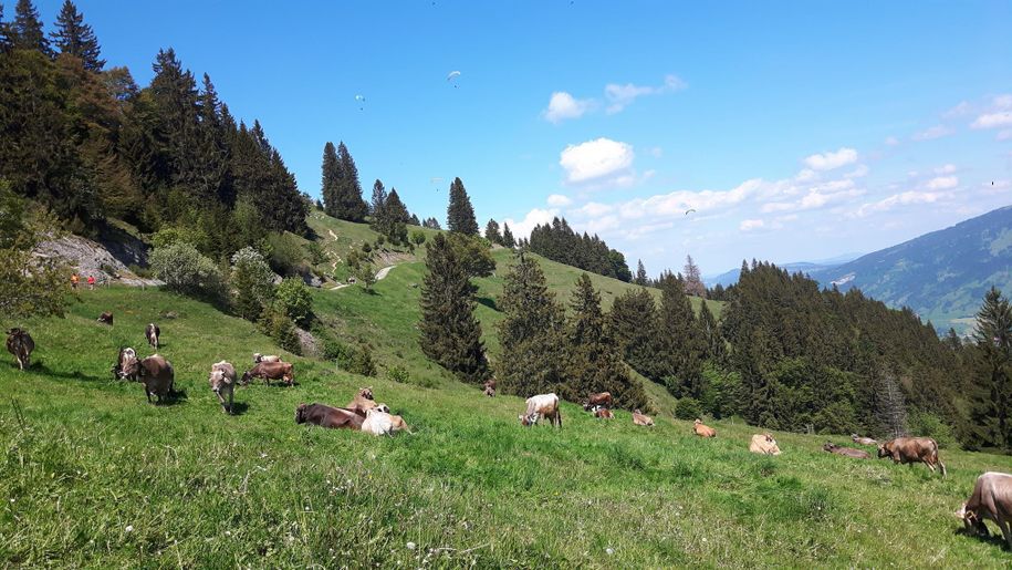 Kühe in den Bergen