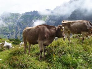 Jungvieh Alpe Hinterentschen