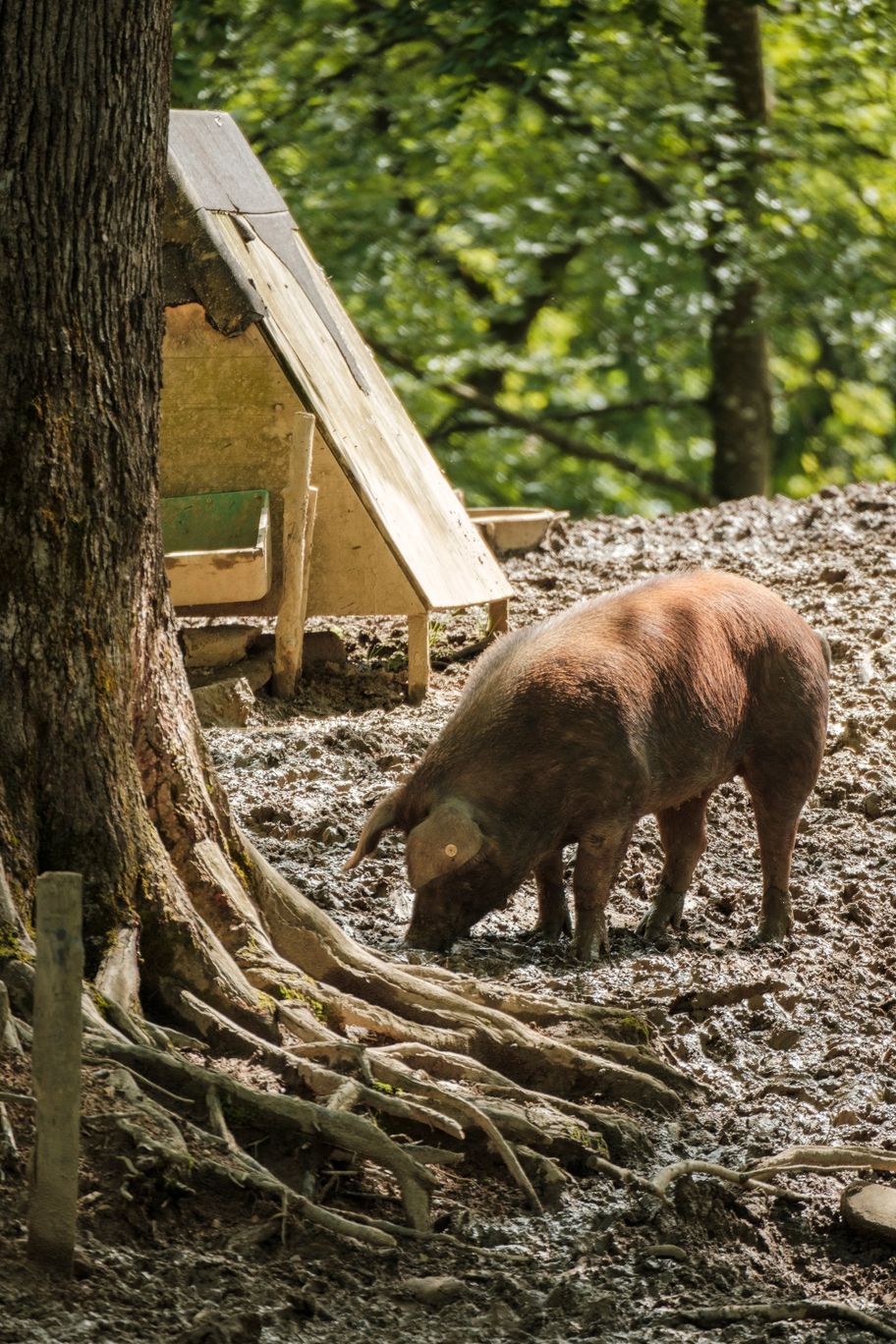 Eichelschwein