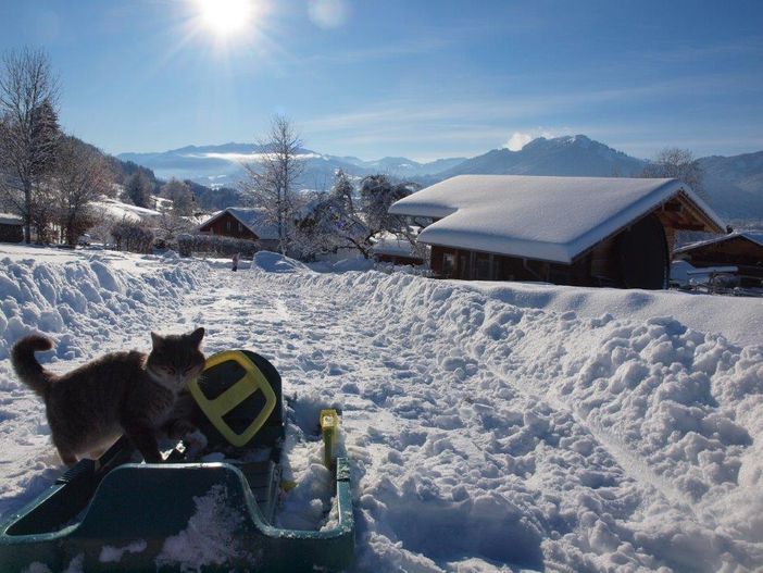 Katze Mia auf der Rodelbahn am Haus