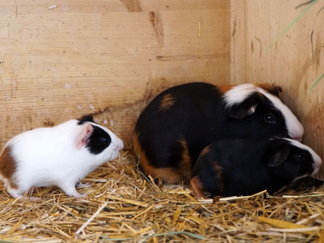 Meerschweinchen