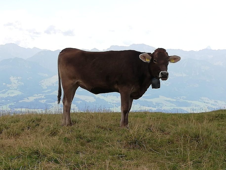 Unsere Allgäuer Viecher