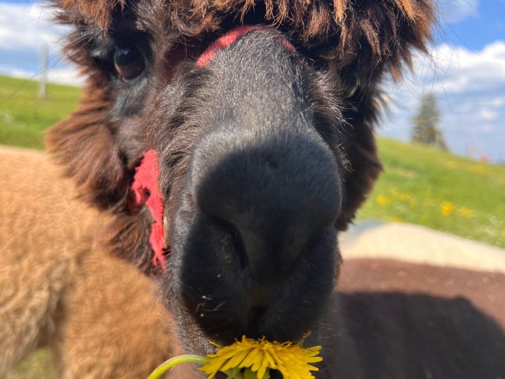 Alpaka Schoki