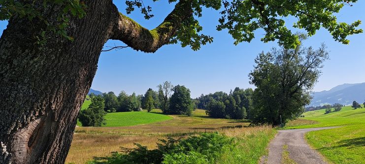Moorrunde Salgenreute