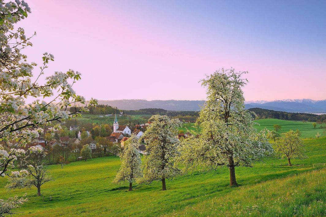 Streuobstwiesen in Oberreitnau