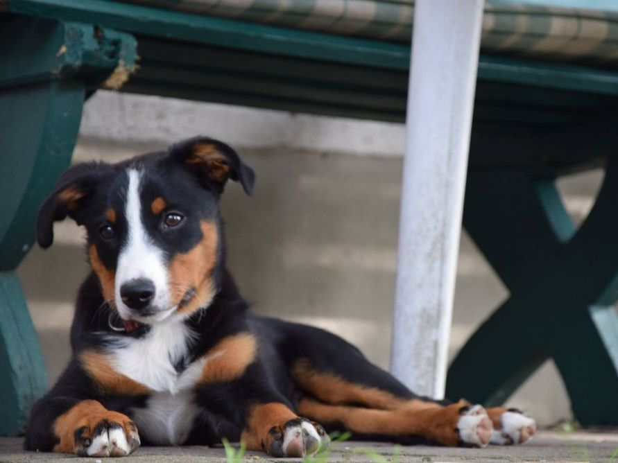 Unser Haus- und Hofhund