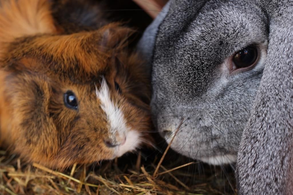 Hase und Meerschweinchen