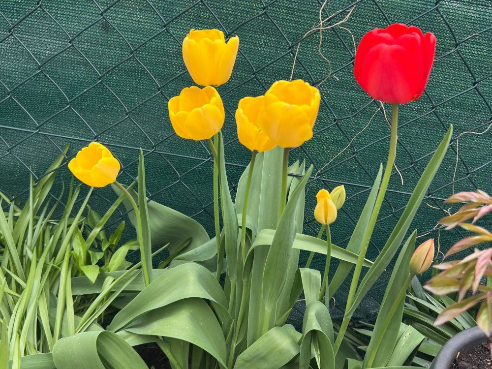 leuchtende Frühjahrsblumen