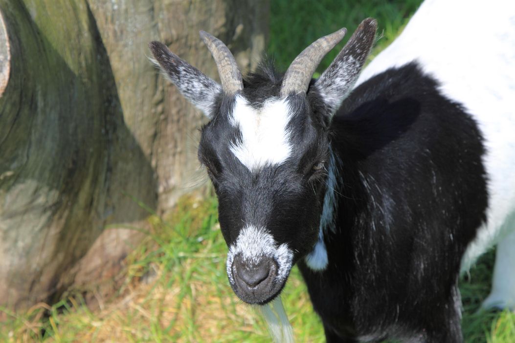 unsere Ziege gehört auch dazu