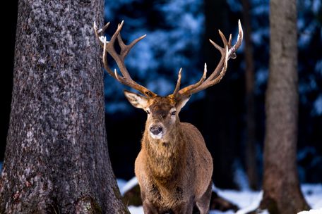 ©Tourist Information Schwangau-Michael Helmer