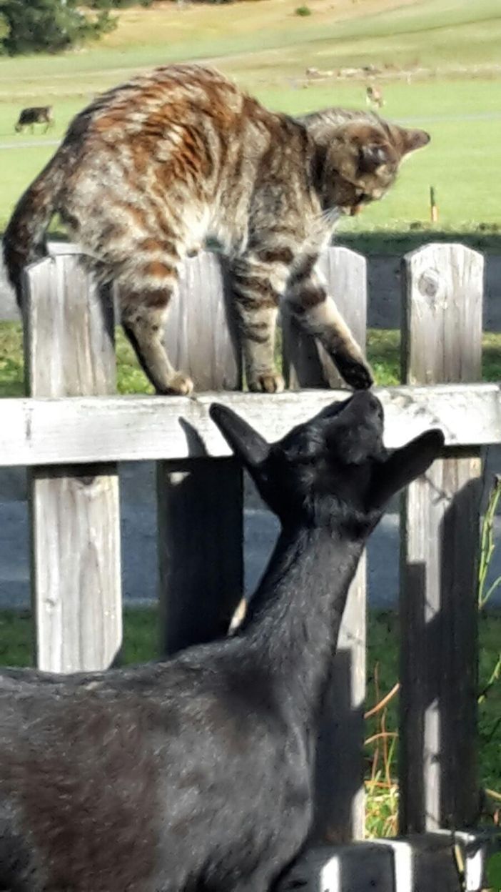 Mia  und  Cleo