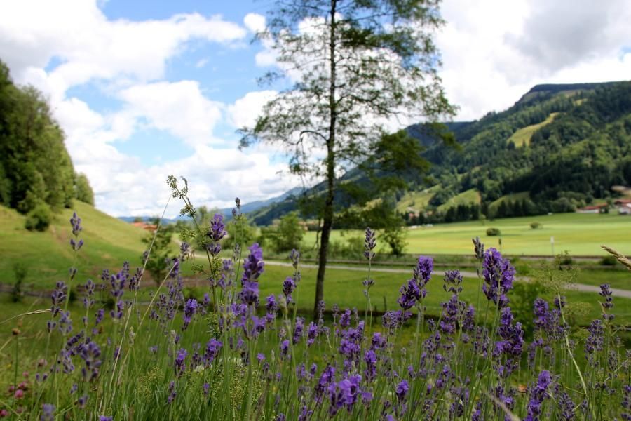 lavendel