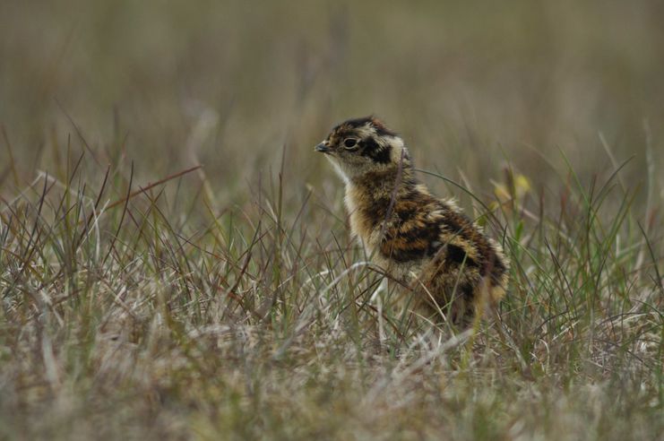 Alpenschneehuhn_Küken