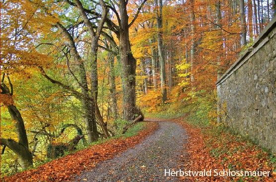 Ein prächtiges Farbenspiel bietet uns der Herbstwald am Schlossberg.
