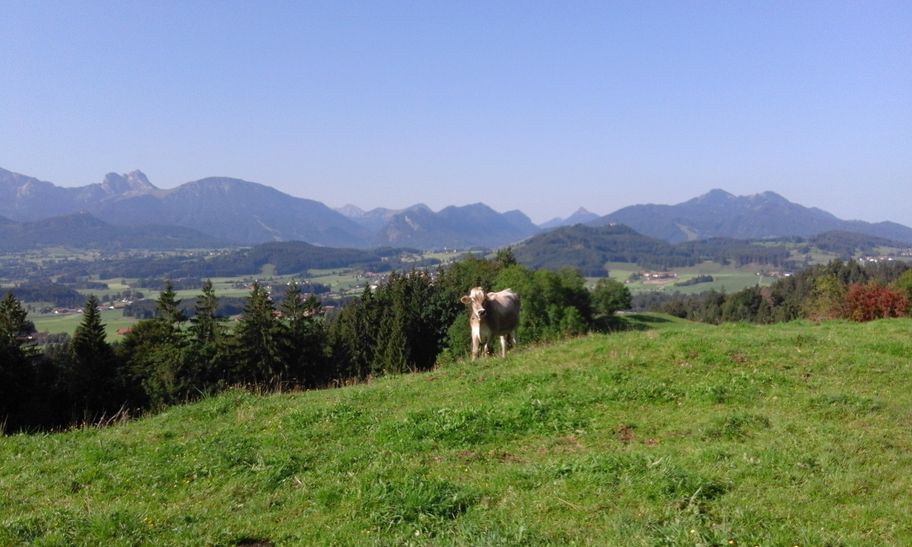 Alpvieh vor Bergpanorama
