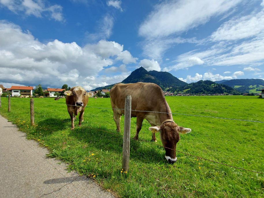 Kuhweide auf dem Weg zum Haus