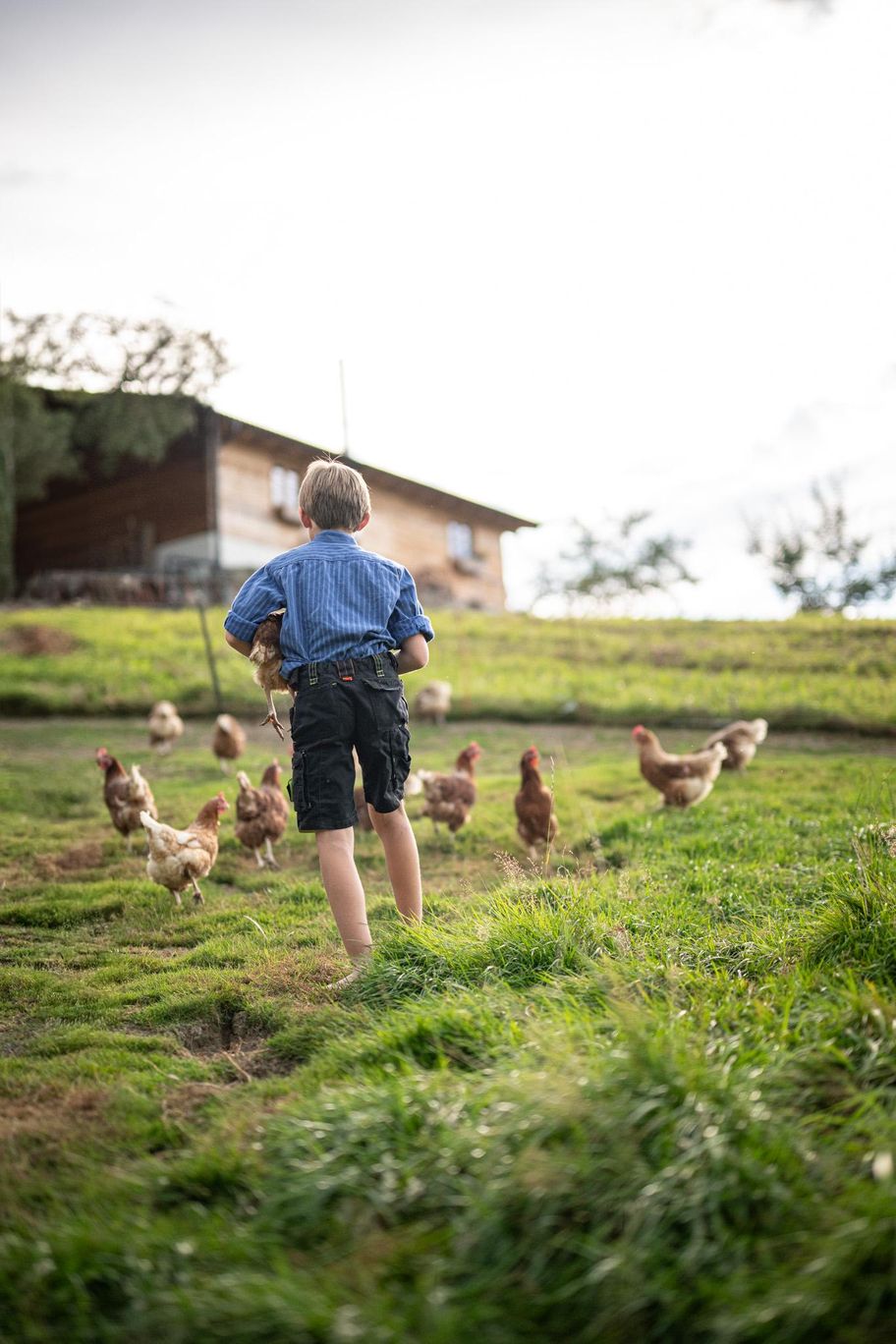 Freilaufende Hühner auf dem Landhof Schmid