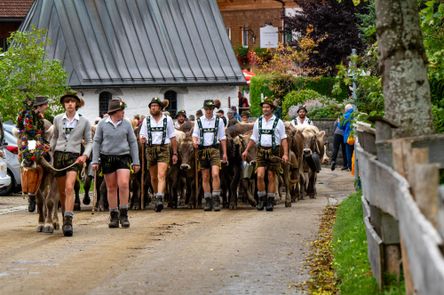 Viehscheid Alpe Bolgen