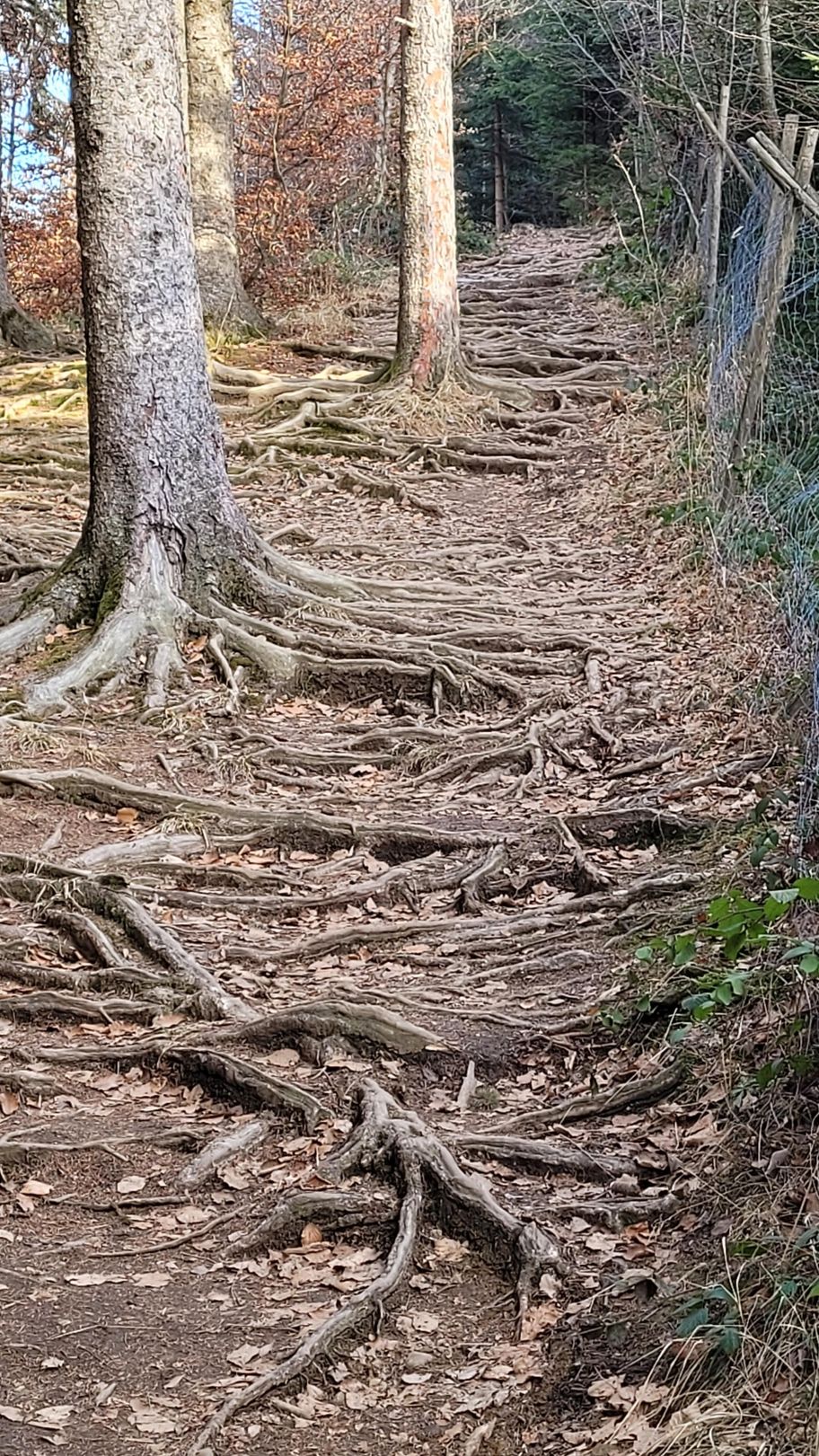 Wurzliger Wegabschnitt auf dem Römerweg