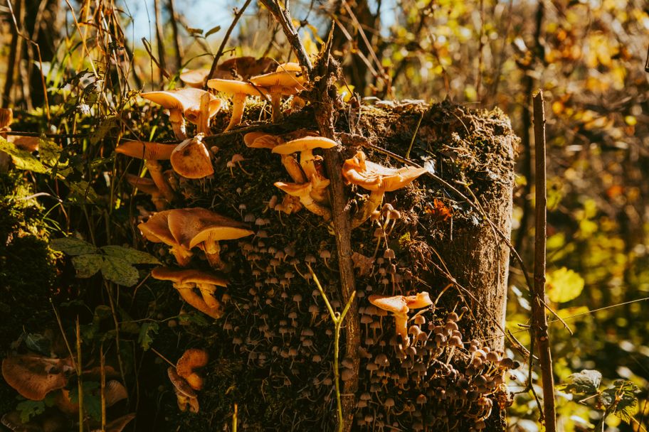 Pilze am Baumstamm