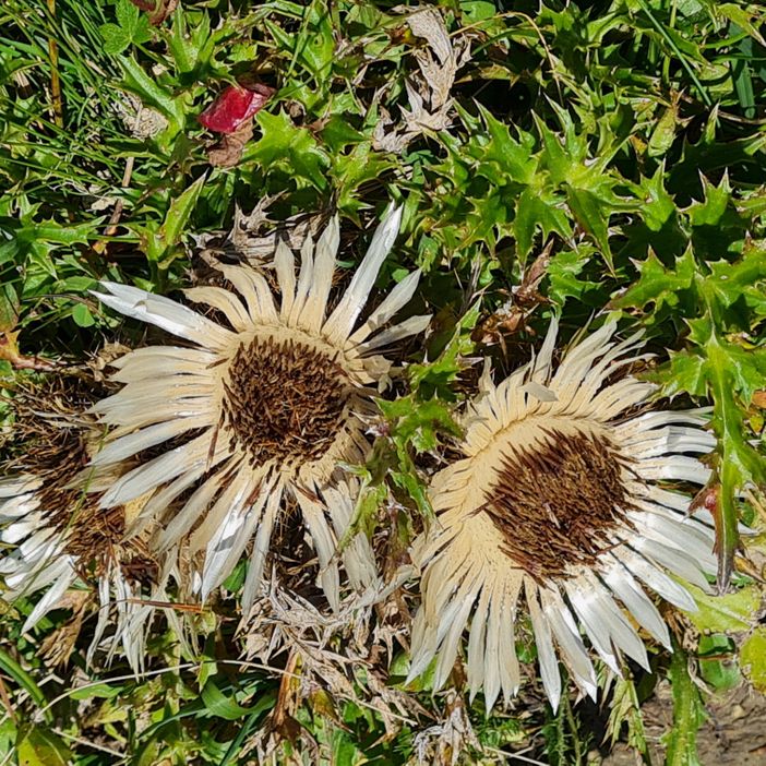 Silberdistel steht unter Naturschutz