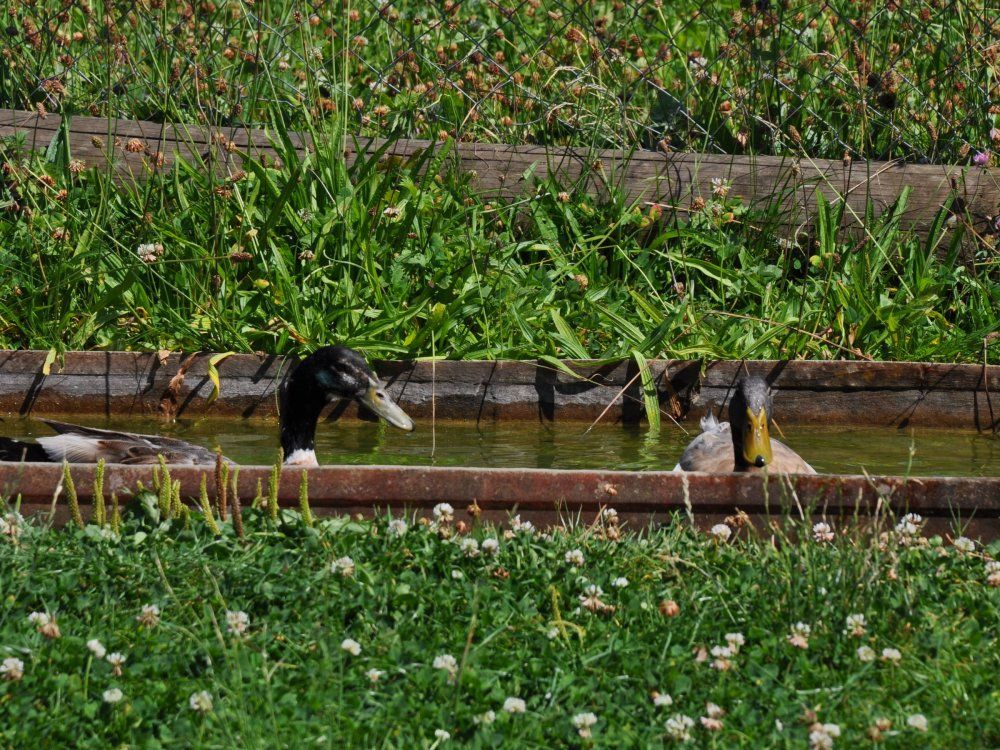 Abkühlung an einem heißen Sommertag
