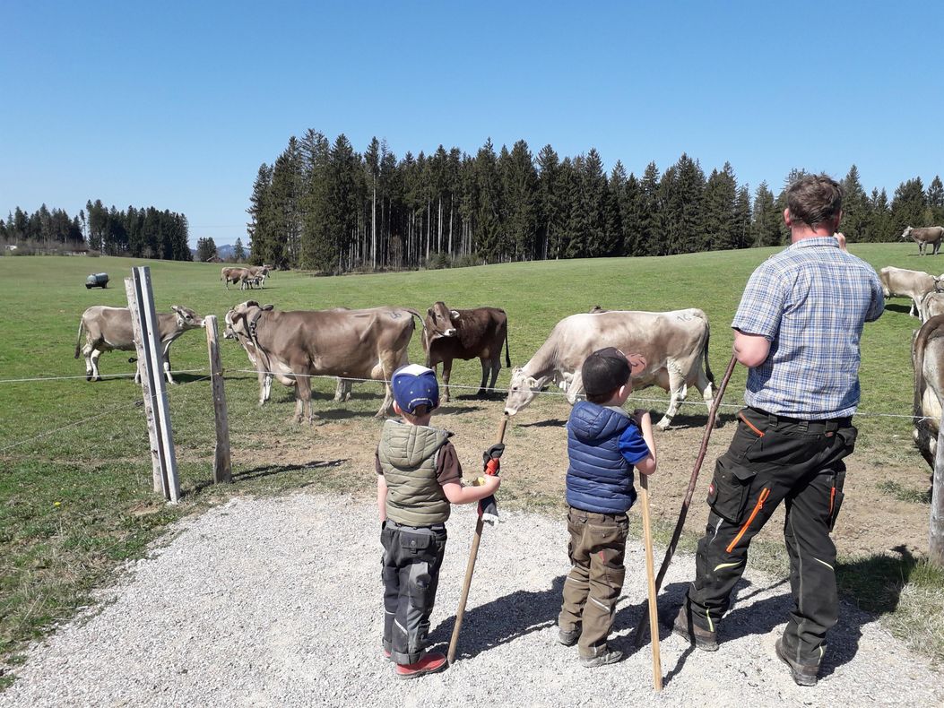 Kühe auf die Weide treiben
