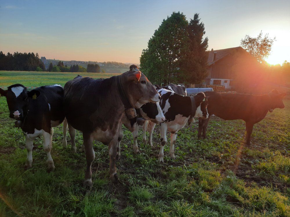 die jungen auf der Weide...
