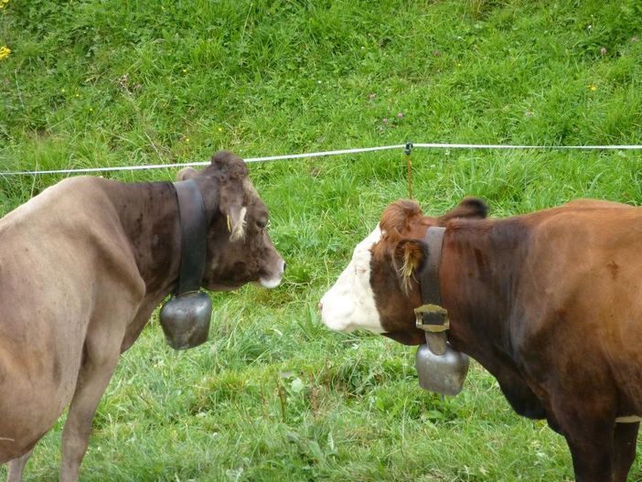 Kühe auf der Alm