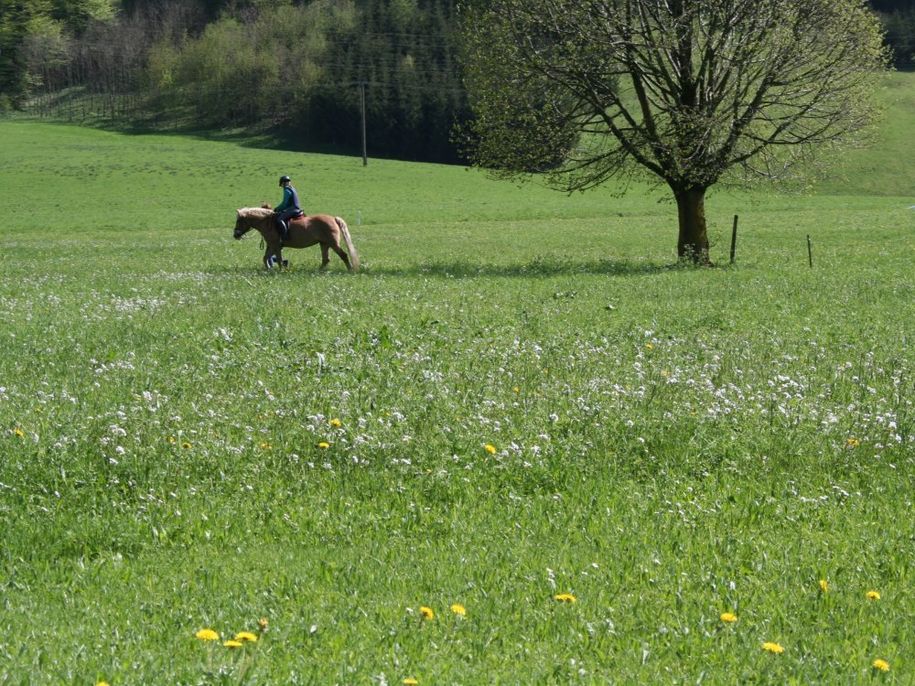 Reiterhof in Ratholz