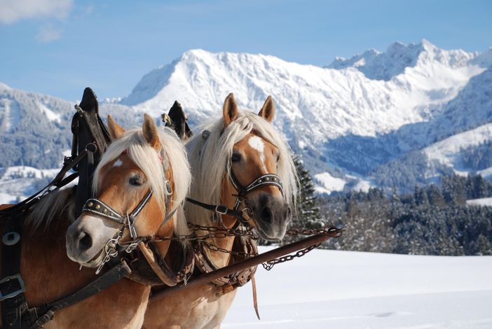 Haflinger im Winter