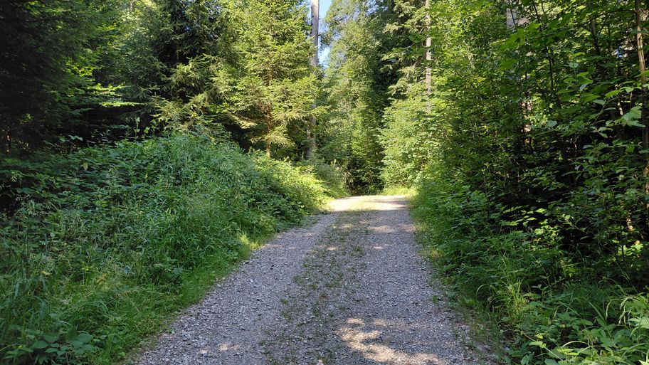 Forststraße durch den Wald