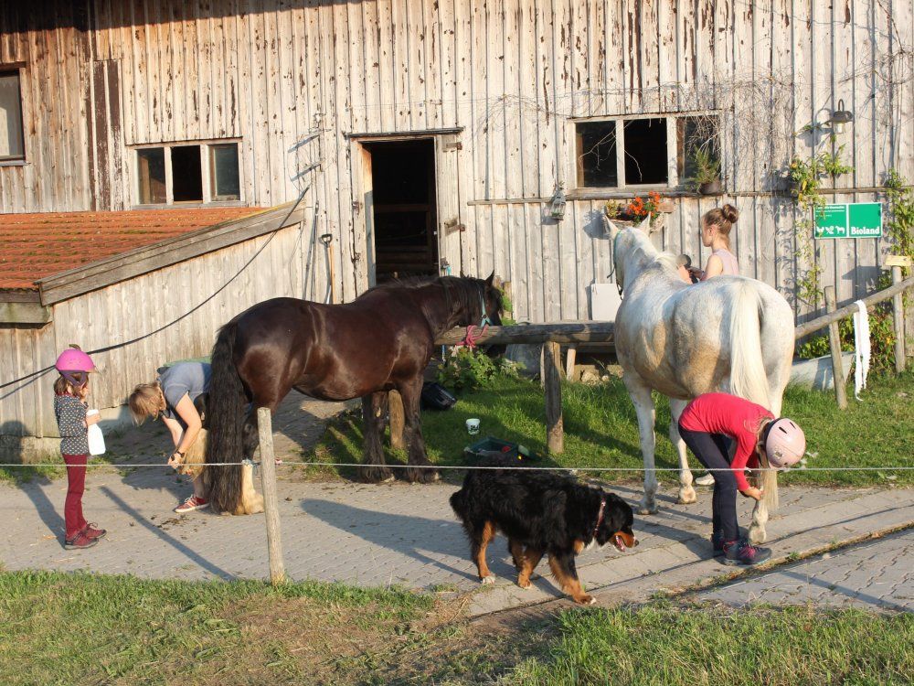 Putzen, striegeln gehört alles dazu