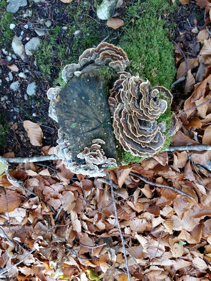Der Herbst ist Eingekehrt ! Baumpilz