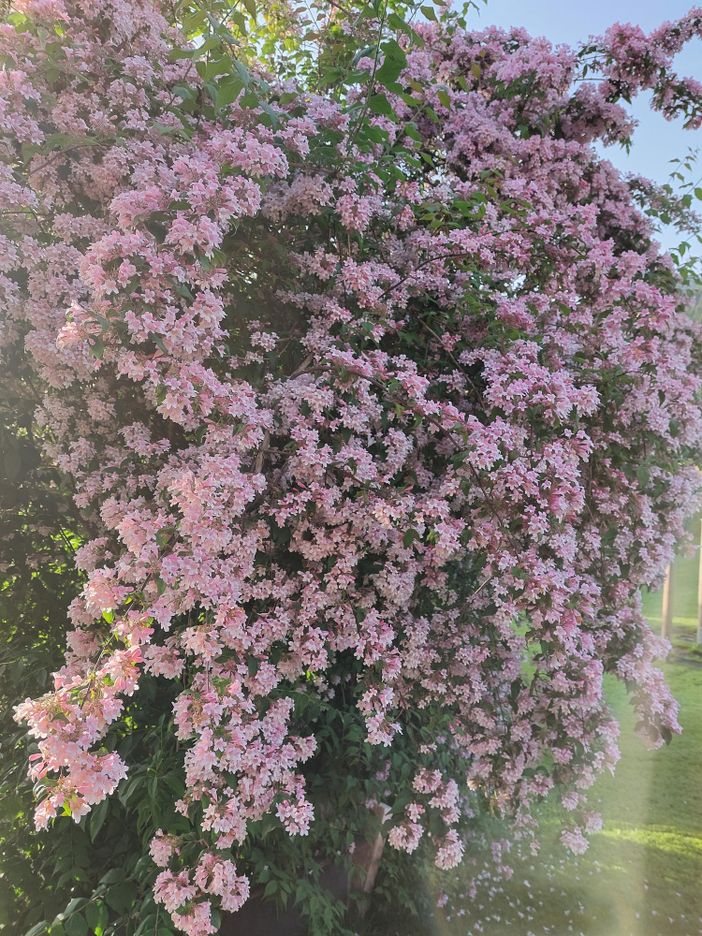 Der Frühling in seiner Blütenbracht